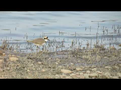 MVI 0145 Little Ringed Plover: Pench TR, 171223