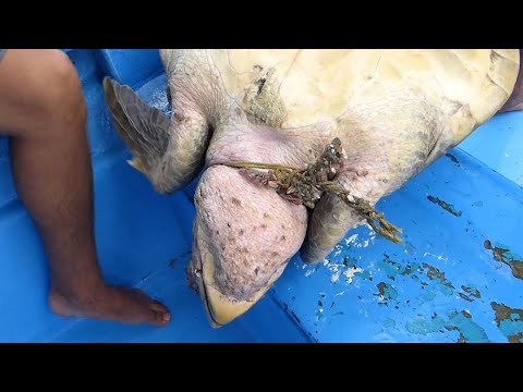 MARINE TURTLE RESCUE in Mexico, Spain and the United States - Part 1 🐢 ANIMALS with PLASTIC