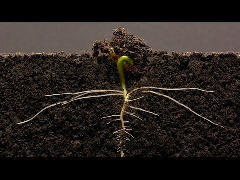 Bean Time-Lapse - 25 days | Soil cross section