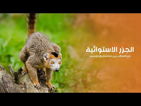 براري الجزر الاستوائية أرض الكائنات الأكثر غرابة في أدغال جزر مدغشقر وإندونيسيا | Quest Arabiya