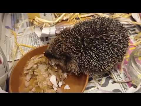 School Hedgehog