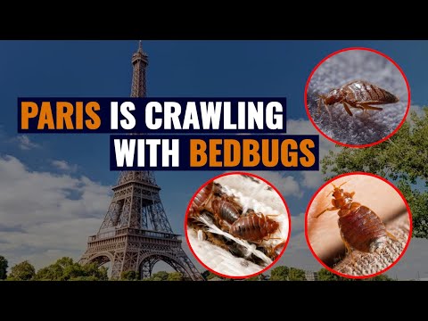 Paris Prepares For War Against Bed Bugs As Infestations Soar Before 2024 Olympics | Paris Bugs