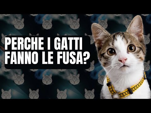 Perch&egrave; i gatti fanno le fusa?