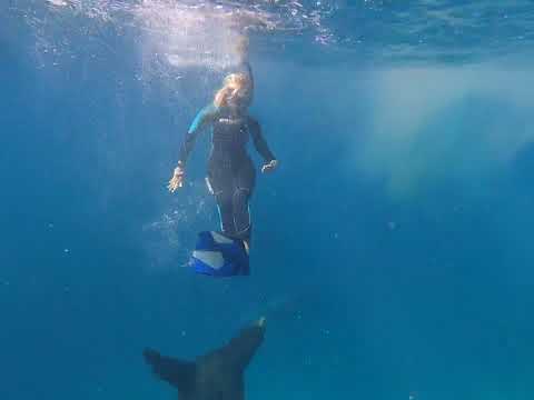 Snorkeling with sea lions in La Ventana