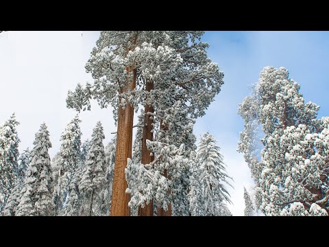 Beautiful Peaceful music, Relaxing  Soothing Instrumental music 4K &quot; Sequoia Snowfall&quot; by Tim Janis