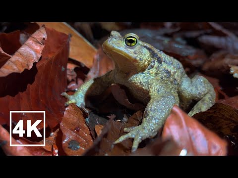 Hot Tent Camping in Autumn | HEAVY RAIN, Thunderstorm, ASMR