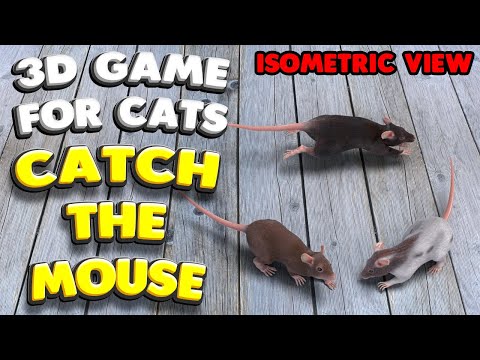 3D game for cats | CATCH THE MOUSE (isometric view)