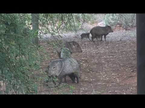 Baby javelinas Part II