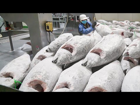 Amazing scale! Cut Frozen Tuna into Sashimi / 冷凍鮪魚切割工廠 - Taiwan seafood factory