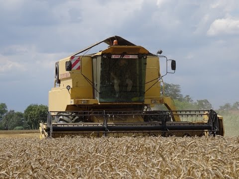 Żniwa 2015 - Pszenica -New Holland TX34 * Kujawy