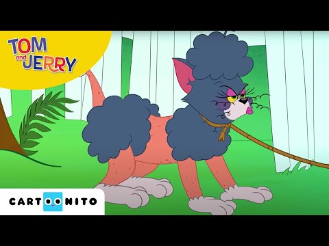 Tom și Jerry | O chestiune de familie | Cartoonito