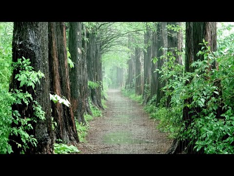 A rainy forest trail, Fresh air, Rain sound for Relex, Fast Sleep, Healing ASMR