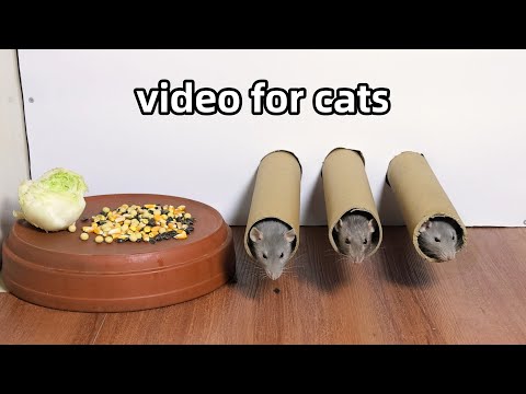 Cat Tv 🐭Rat Video for Cats to Watch🐭Cat Games🐭