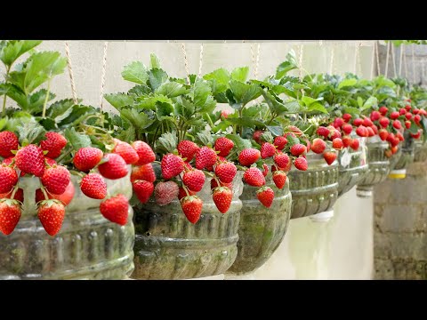 No need for a garden, Growing Strawberries at home is very easy and has a lot of fruit