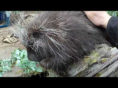 How to Pet a Porcupine