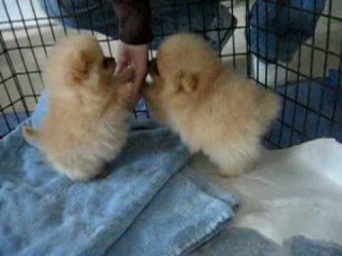 8 week old Pomeranian puppies!