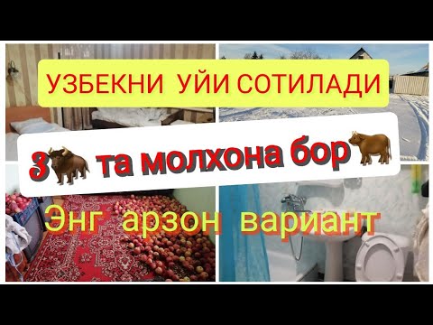 ГИШТЛИ ИМОРАТ СОТИЛАДИ.🐂З ТА МОЛХОНА.ЗТА ПОДВАЛ БОР. УЙ СОТИЛАДИ🏚️ УЙНИ ЭГАСИ 8926 927-08-92 РАВШАН