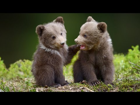 Beautiful Relaxing Music, Peaceful Soothing Instrumental Music, &quot;Wilderness Bears&quot; by Tim Janis