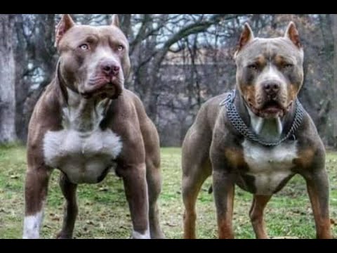 top10 most dangerous 🐕dog in the world 🌎 and most expensive breed