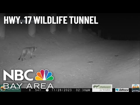 Watch: Mountain lion spotted using Highway 17 wildlife crossing