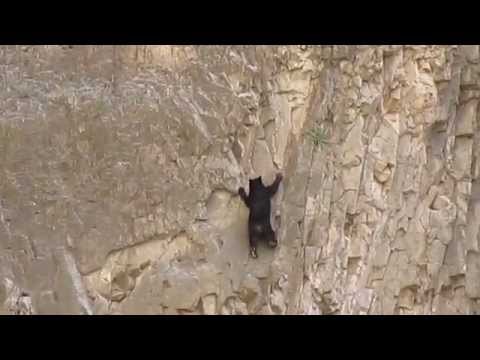 Rock Climbing Bears