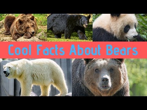 Bear Facts For Children   Learn Amazing Facts about Bears