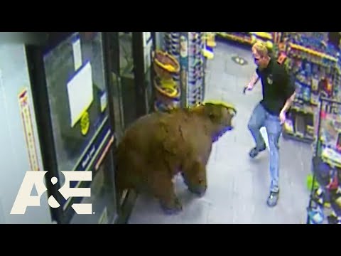 500-POUND Bear REPEATEDLY Steals Candy from Gas Station | Customer Wars | A&amp;amp;E