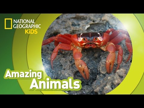 Christmas Crab ? | Amazing Animals