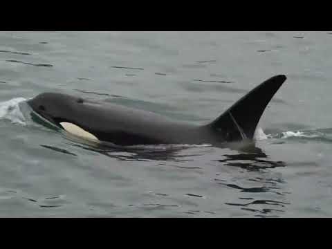 Biggs killer whales close to shore. May 7, 2023.