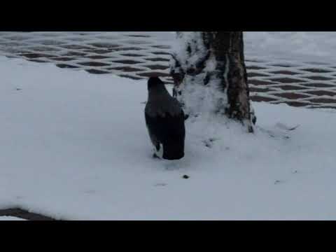 Crow walks through the snow / Kr&auml;he spaziert durch den Schnee