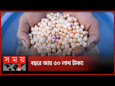 বাড়ির ছাদে মুক্তা চাষ | Pearl Cultivation | Pearl | Somoy TV