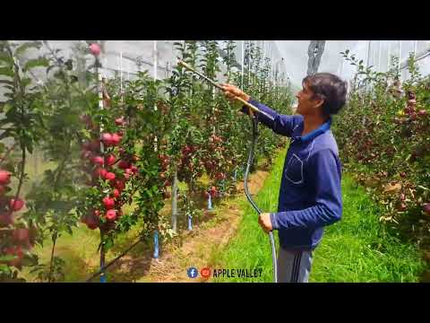 super cheif sandidge 🍎 2 year old plants | Apple valley | supercheif apple variety