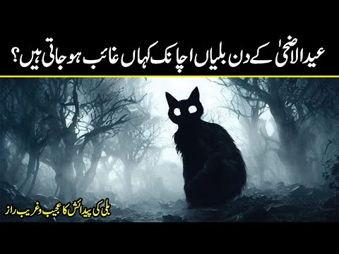 Why do Cats disappear  on Eid ul adha | Secrets of cats you cant believe | Urdu Cover