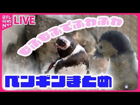 【ペンギンまとめ】もふもふでふわふわなペンギンの赤ちゃん / &ldquo;パタパタ&rdquo; ペンギンが追いかけていたのは&hellip; / ペンギンの暑さ対策とは？　など（日テレニュース LIVE）