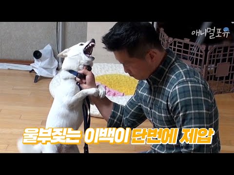 (Eng cc) 울부짖는 개를 단번에 제압하는 강형욱 훈련사 ㄷㄷ | A dog trainer decisively stops the howling dog | 개는 훌륭하다 방송