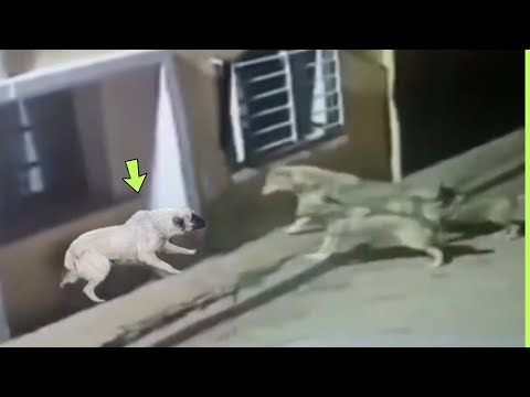 UNBELIEVABLE WOLVES ATTACK KANGAL IN THE MIDDLE OF THE CITY