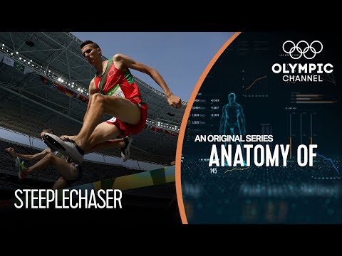 Anatomy of a Steeplechaser: How their Physique Helps Their Stamina