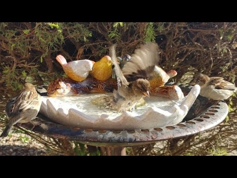 Busy Bird Fountain | For those who really loved the other fountain movie 🤗💦❤️