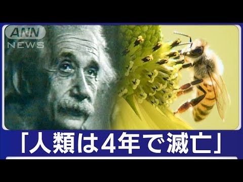 アインシュタインが警告した未来が目の前に!?&ldquo;ミツバチ絶滅&rdquo;で人類に迫る食料危機(2023年10月1日)