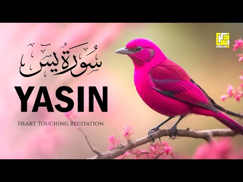 Subhan ALLAH Beautiful Quran recitation voice | Surah Yasin (Yaseen) سورة يس | Zikrullah TV