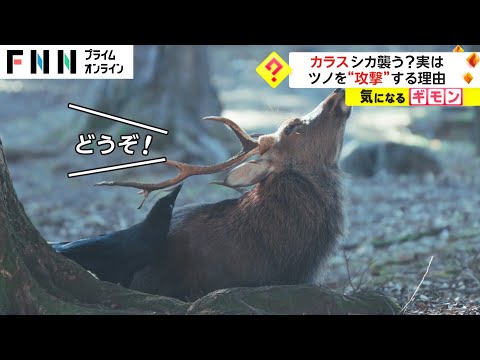 カラスがシカを襲う? 実は...　ツノを&ldquo;攻撃&rdquo;する理由