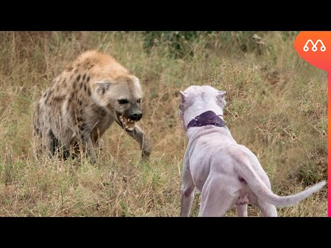 HIENA vs DOGO ARGENTINO - WHO WINS THIS BATTLE?