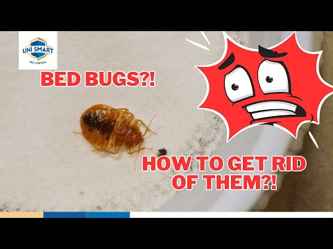 No More BED BUGS!? How To Get Rid Of Them?!