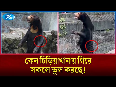 চিড়িয়াখানায় মানুষকে কি রাখা হয়েছে ভাল্লুক সাজিয়ে? | Bears Zoo China | Rtv News