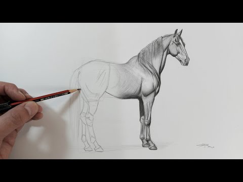 C&oacute;mo DIBUJAR un CABALLO PASO  a PASO? (Narrado)