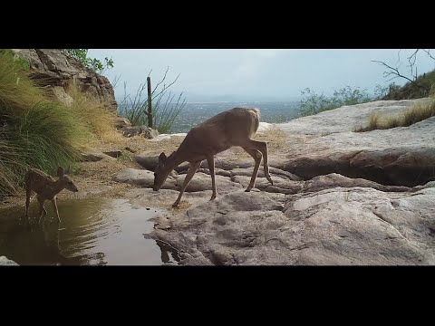 Bobcat attacks fawn