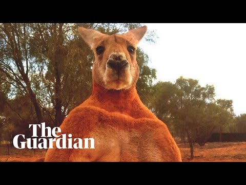 Remembering Roger the ripped kangaroo