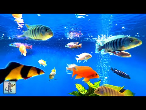 Relaxing Aquarium Fish Tank Sounds ~ NO MUSIC 🐟 #2