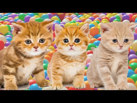 LAGU ANAK ANAK SI MEONG KUCING LUCU | LAGU ANAK TERPOPULER