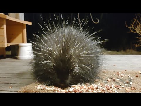 Prickly the Porcupine has the Craziest Hair